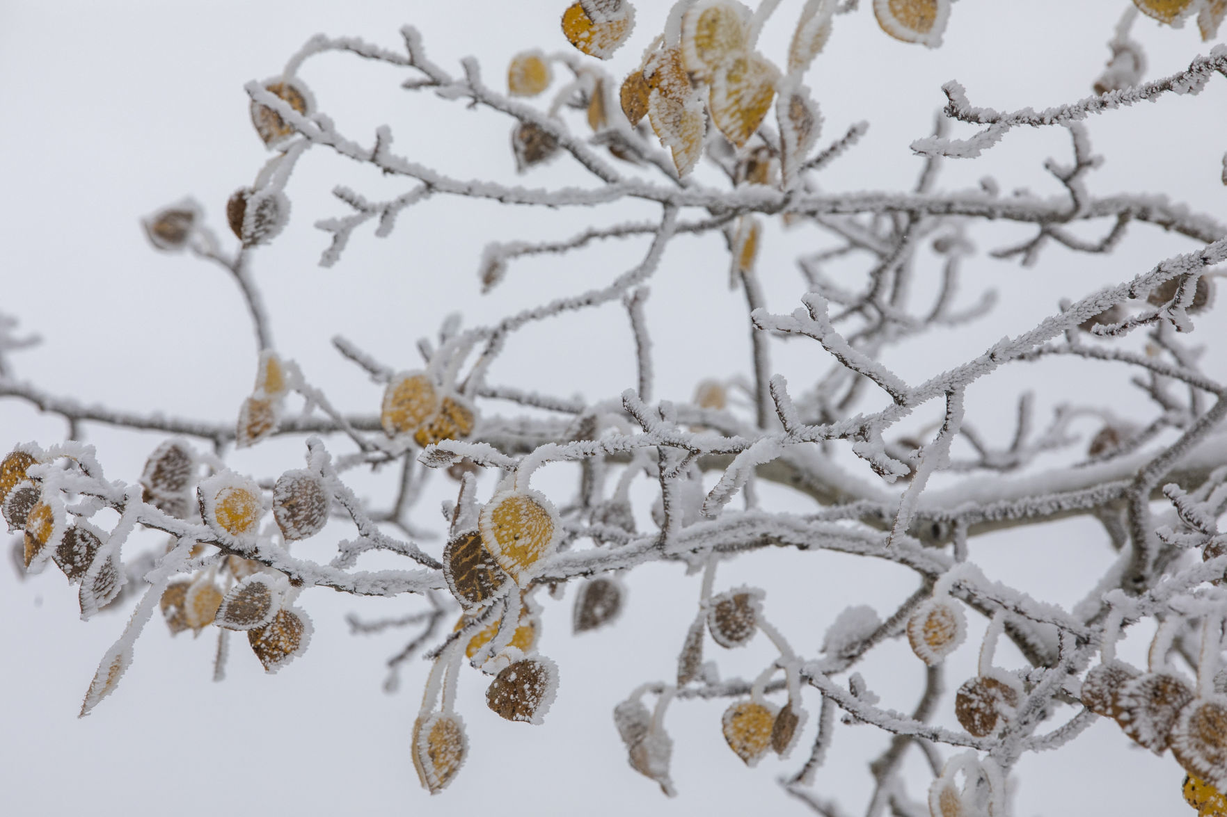 Autumn snow
